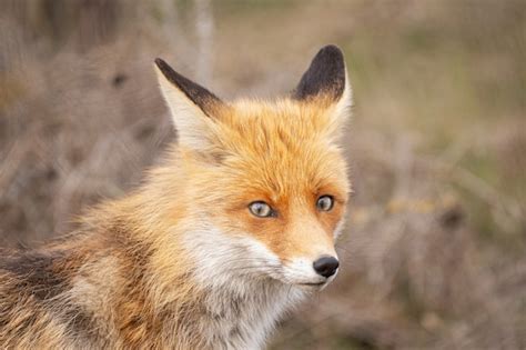 Fechar O Retrato De Uma Raposa Vermelha Vulpes Vulpes Foto Premium