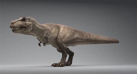 Tyrannosaurus Rex Animated 3d Model — Missset