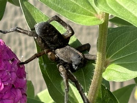 Unidentified spider in Meriden , Kansas United States