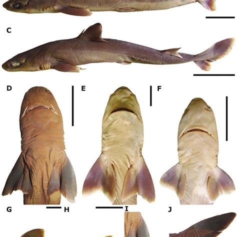 (PDF) Squalus shiraii sp. nov. (Squaliformes, Squalidae), a new species ...