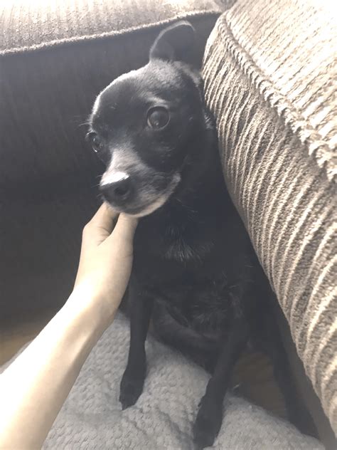 One of my dogs Annabelle was adopted from a shelter near my home town