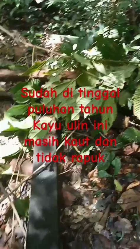 Penemuan Kayu Ulin Di Hutan Rimba Kalimantan Barat Shorts Youtube