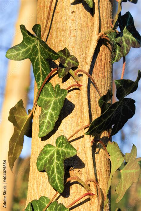 Der Gemeine Efeu auch Gewöhnlicher Efeu oder kurz Efeu Hedera helix