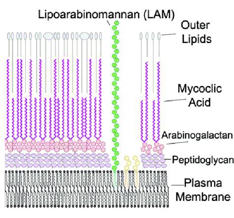 The structure of the M. tuberculosis complex cell wall [15]. | Download ...