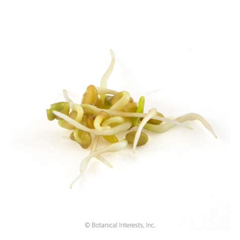 Fenugreek Sprouts Seeds – Epic Gardening