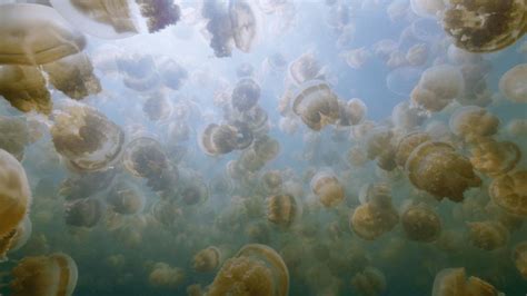 Can anyone tell me the species of jellyfish in this photo? (Yes it’s the AppleTV screensaver : r ...