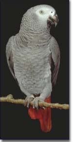 Congo African Grey Parrots