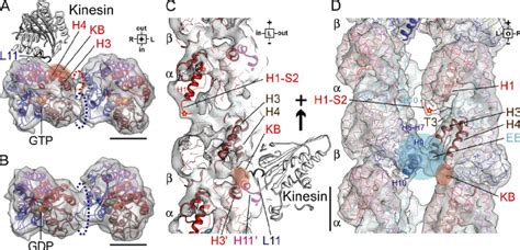 Proposed Mechanism For The Rec Ognition Of GTP Microtubules By Kinesin