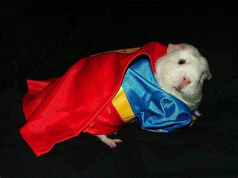 OMG, Guinea Pig Costumes | !! omg blog !! [the original, since 2003]