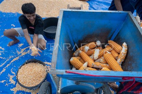 Produksi jagung pipilan kering | ANTARA Foto