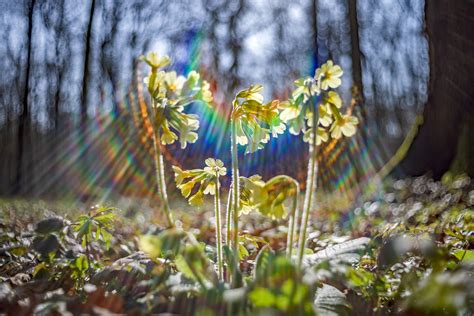 Ästhetik des nicht Perfekten Juni 2021 Technik Naturfoto