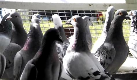 Videos Winning Pigeon Racing And Racing Pigeons Strategies Pigeon