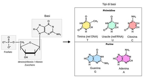 Nucleotide Labster Theory