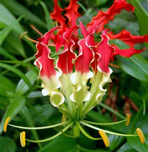 Beautiful Climbing Flame Lily Delicate Looking But Very Hardy Native