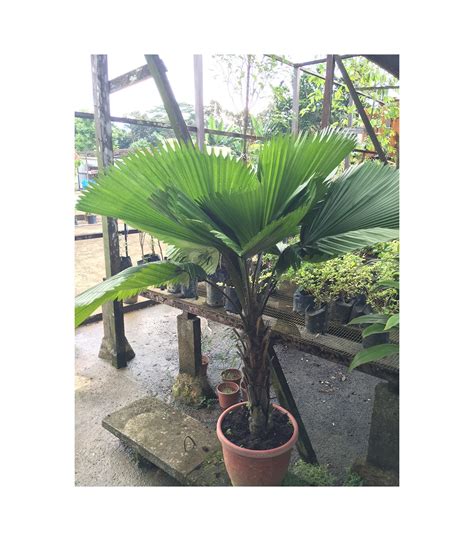 Buy Licuala Grandis Ruffled Fan Palm Guan Lee Heng Landscaping Pte Ltd