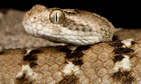 Saw-scaled Viper Animal Facts - Echis carinatus - A-Z Animals