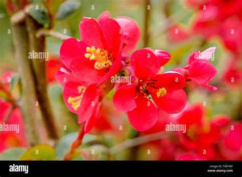 Chaenomeles Japonica Japanese Quince Flowering Quince Pink Flowers