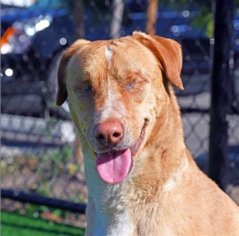 A Neglected Blind Dog Gets Adopted By A Visually Impaired Veteran And