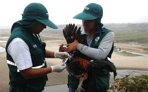 MINAGRI vacuna más de 34 mil aves para prevenir enfermedad de Newcastle