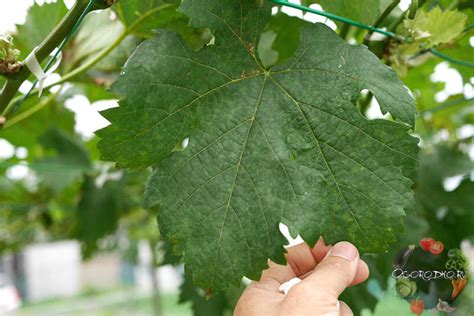 Милдью винограда – средства, препараты эффективного действия + фото