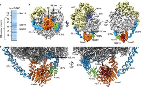 Cryo Em Map And Molecular Model Of The Ribosomenata Complex A