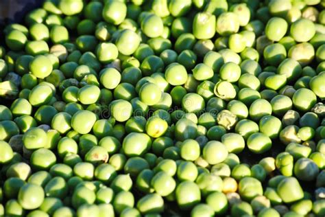 Green Peas Harvested in the Russian Backyard Garden. Pea Seeds. Stock ...