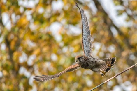 Kestrel Falco Tinnunculus Irish Birding