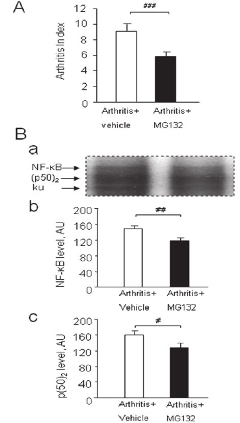 Effects of proteasome inhibitor MG132 on (A) arthritis index; severity ...