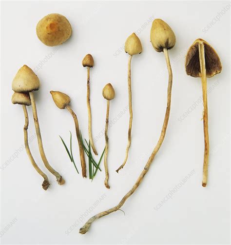 Liberty cap mushroom (Psilocybe semilanceata) - Stock Image - C053/6256 ...