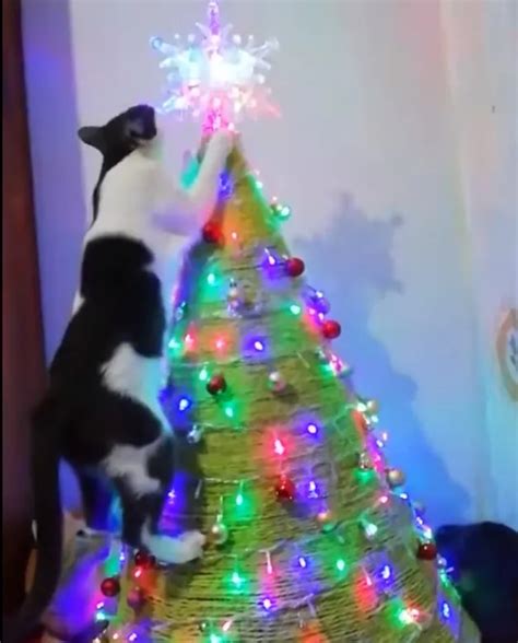 Rboles De Navidad Con Gatos En Casa Ideas Y Consejos