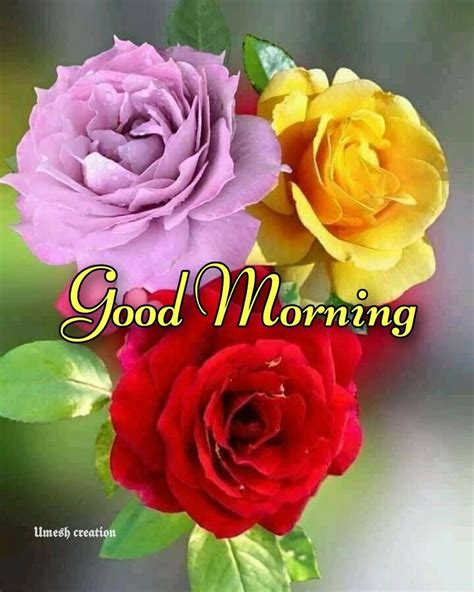 Good morning wishes with flowers | Good morning wishes, Good morning ...