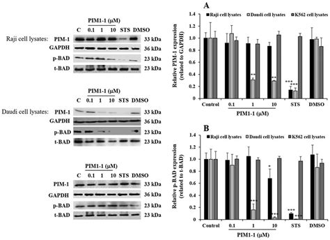 PIM1 1 Induces The Downregulation Of PIM 1 Protein Expression And