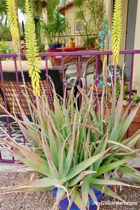 Propagating Aloe Vera: Easy Way To Get More Plants (2025 Guide)