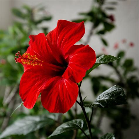 gambar bunga raya merah - Sue Lawrence