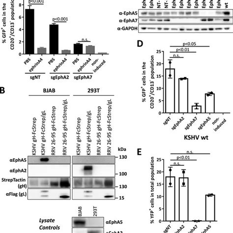 Epha7 Is The Predominant Eph Receptor For Infection Of Bjab Cells By Download Scientific