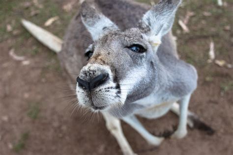 Why You Should Visit Lone Pine Koala Sanctuary On Your Next Aussie ...