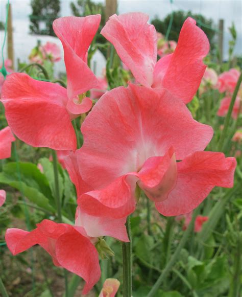 Lizbeth Roger Parsons Sweet Peas