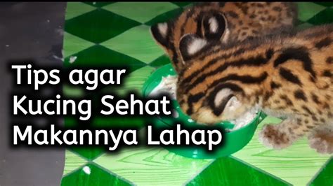 Memberi Makan Anak Kucing Hutan Agar Sehat Dan Makannya Lahap Youtube