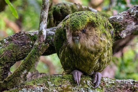 7 of the World’s Most Endangered Bird Species | Earth.Org