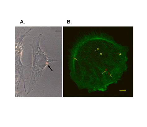 Cellular Uptake Of Methanol C60 A Phase Contrast Image Of A MDA