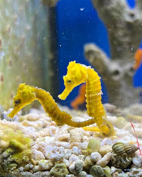 Hippocampus kuda kaufen Langschnäuziges Seepferdchen Gelb Farbe