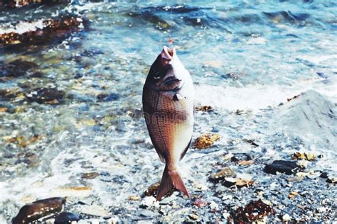 Narragansett Bay Fish Stock Photo Image Of Island Hook