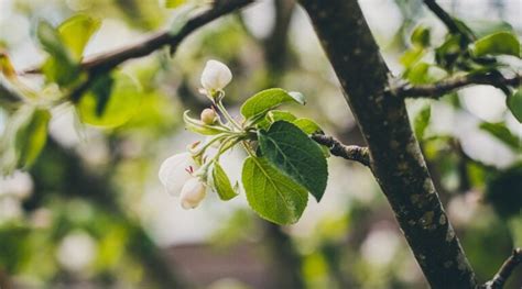 21 North American Native Flowering Trees