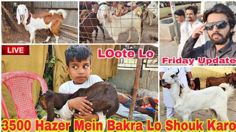 Deonar Bakra Mandi Ramadan Friday Live Mandi Update Sirf