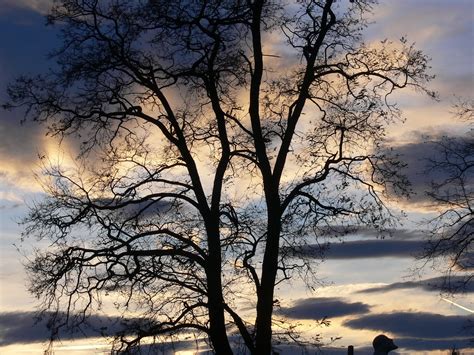 Free Images Landscape Tree Nature Branch Snow Winter Cloud Sky