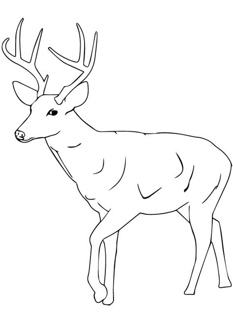 Print Coloring Image Momjunction Deer Coloring Pages Deer Drawing