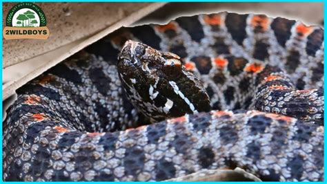 The Dusky Pygmy Rattlesnake Everything You Need To Know 4k Youtube