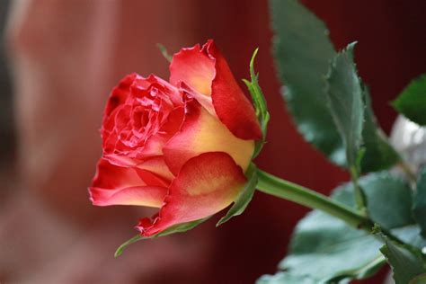 images nature blossom flower petal love green color