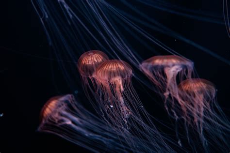 23 Grundlegende Hinweise zu Aquarium Fische Versand Alles über