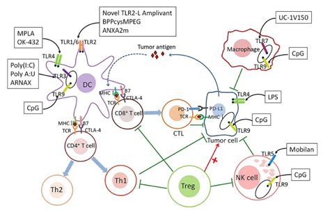 Pharmaceutics Free Full Text The Role Of Toll Like Receptor